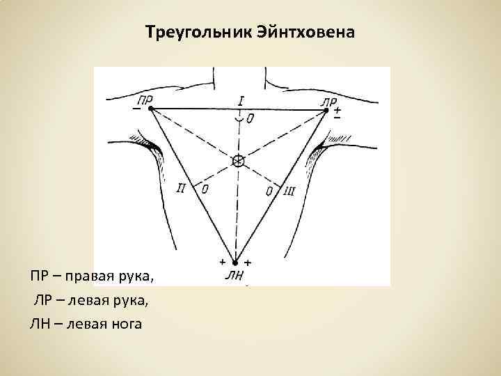 Треугольник Эйнтховена ПР – правая рука, ЛР – левая рука, ЛН – левая нога