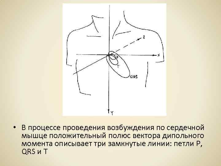  • В процессе проведения возбуждения по сердечной мышце положительный полюс вектора дипольного момента