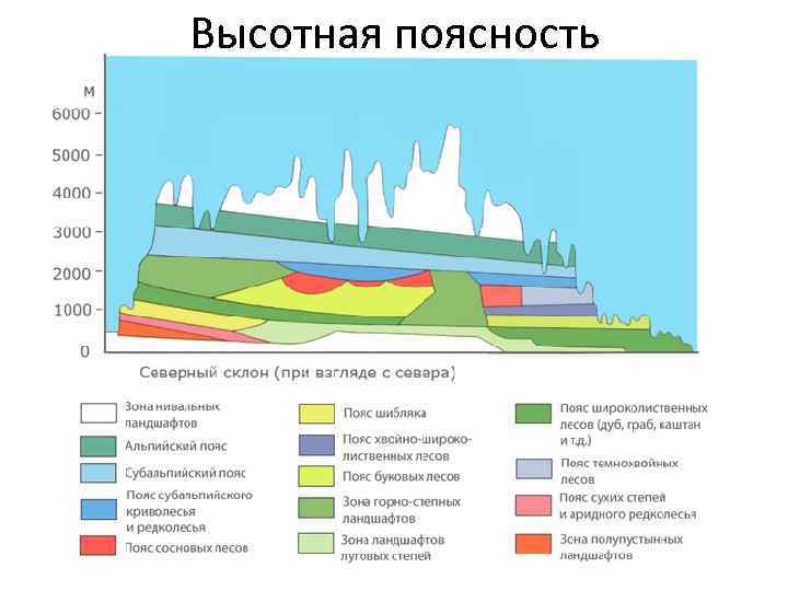 Высотная поясность 