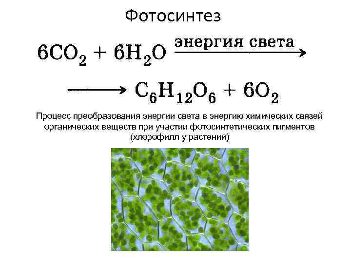 Фотосинтез Процесс преобразования энергии света в энергию химических связей органических веществ при участии фотосинтетических