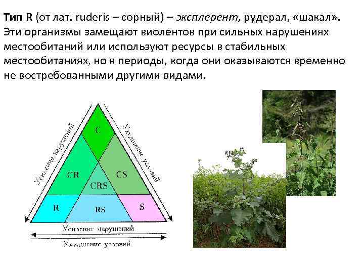 Тип R (от лат. ruderis – сорный) – эксплерент, рудерал, «шакал» . Эти организмы