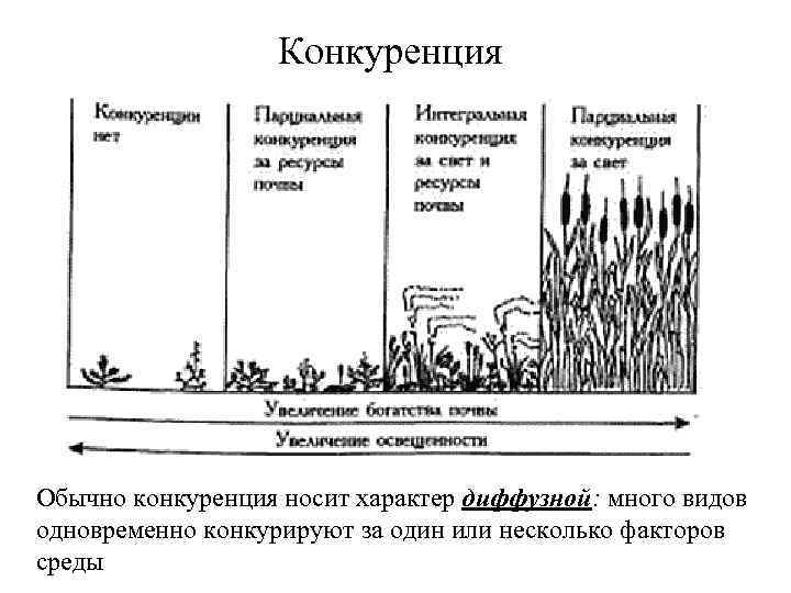 Конкуренция Обычно конкуренция носит характер диффузной: много видов одновременно конкурируют за один или несколько