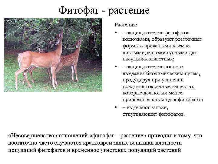 Фитофаг - растение Растения: • – защищаются от фитофагов колючками, образуют розеточные формы с