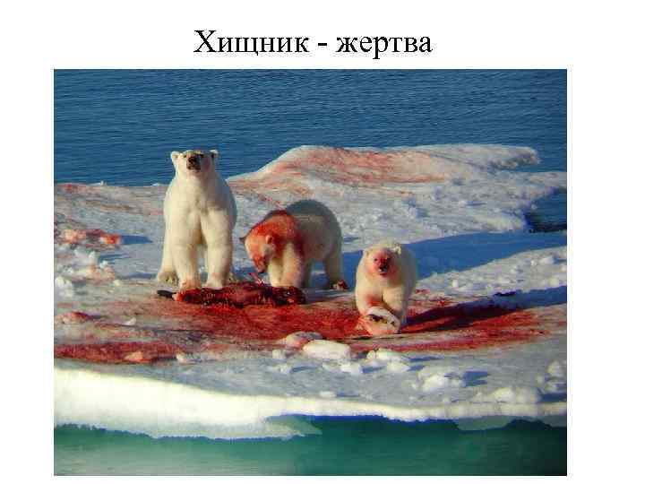 Хищник - жертва 