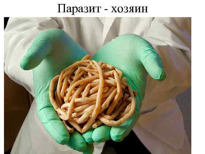 Паразит - хозяин 