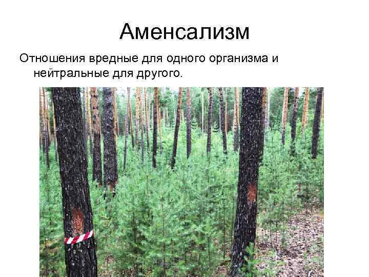 Аменсализм Отношения вредные для одного организма и нейтральные для другого. 