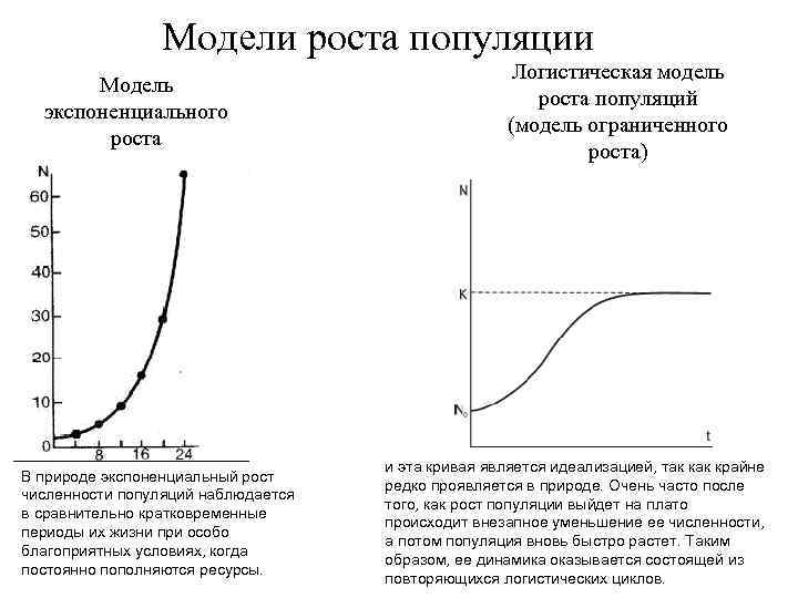 Модели роста популяции Модель экспоненциального роста В природе экспоненциальный рост численности популяций наблюдается в