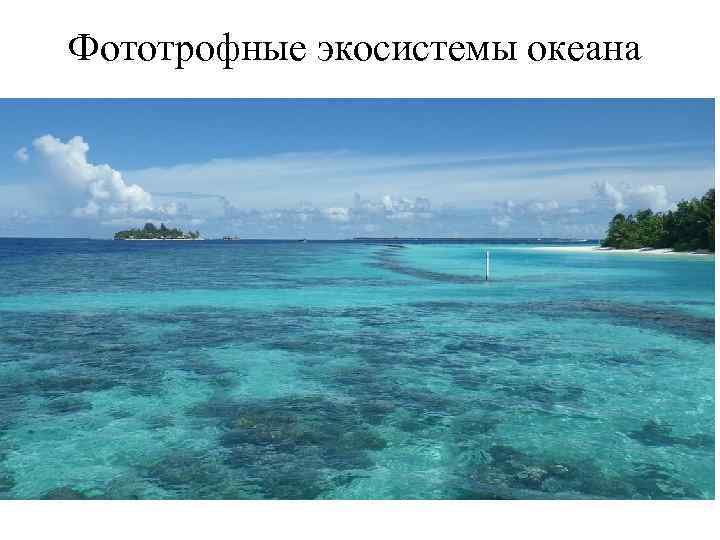 Фототрофные экосистемы океана 