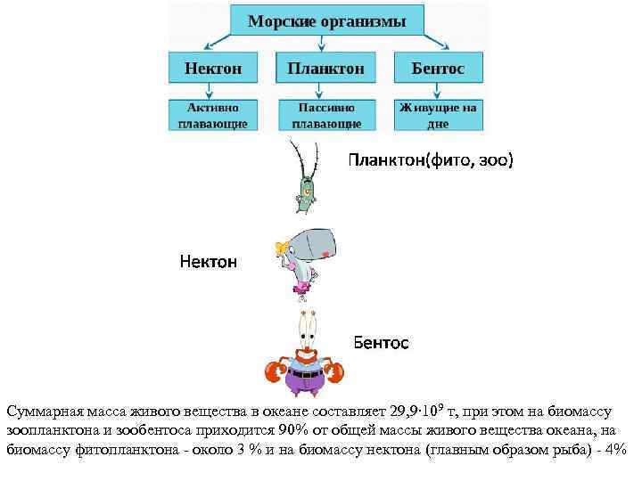 Суммарная масса живого вещества в океане составляет 29, 9∙ 109 т, при этом на