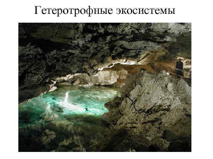 Гетеротрофные экосистемы 