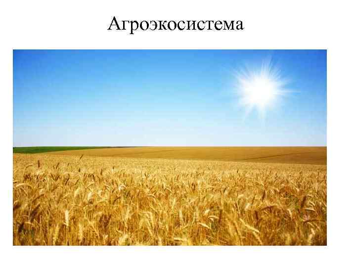 Агроэкосистема 