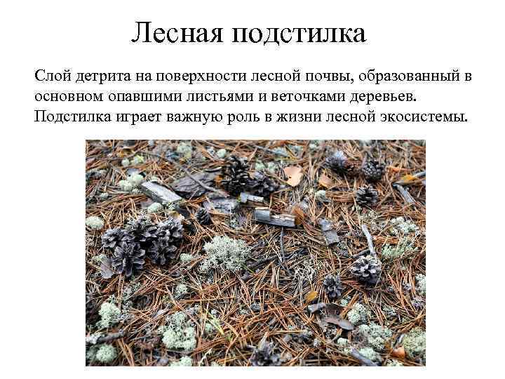 Лесная подстилка Слой детрита на поверхности лесной почвы, образованный в основном опавшими листьями и
