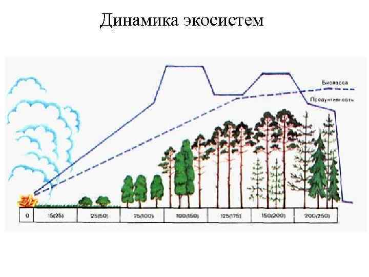 Динамика экосистем 