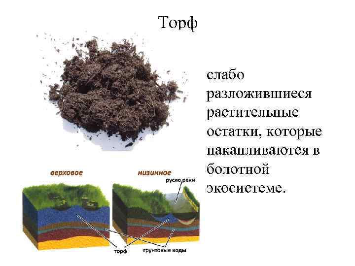 Торф слабо разложившиеся растительные остатки, которые накапливаются в болотной экосистеме. 