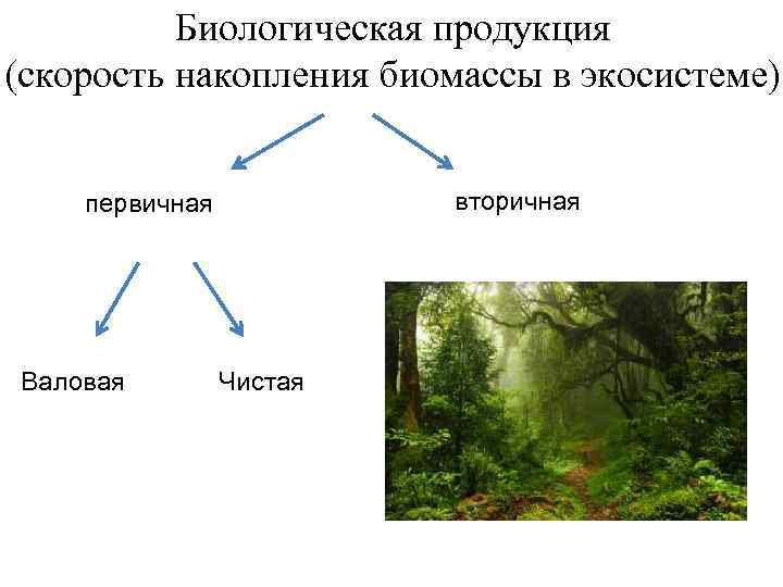 Биологическая продукция (скорость накопления биомассы в экосистеме) вторичная первичная Валовая Чистая 