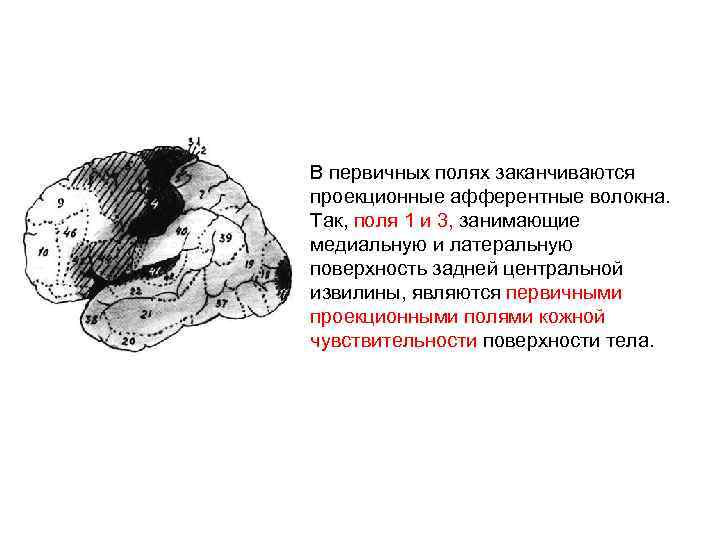 В первичных полях заканчиваются проекционные афферентные волокна. Так, поля 1 и 3, занимающие медиальную