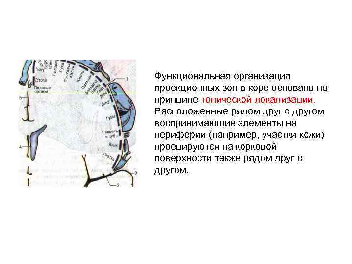 Функциональная организация проекционных зон в коре основана на принципе топической локализации. Расположенные рядом друг