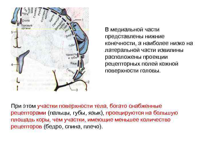 В медиальной части представлены нижние конечности, а наиболее низко на латеральной части извилины расположены
