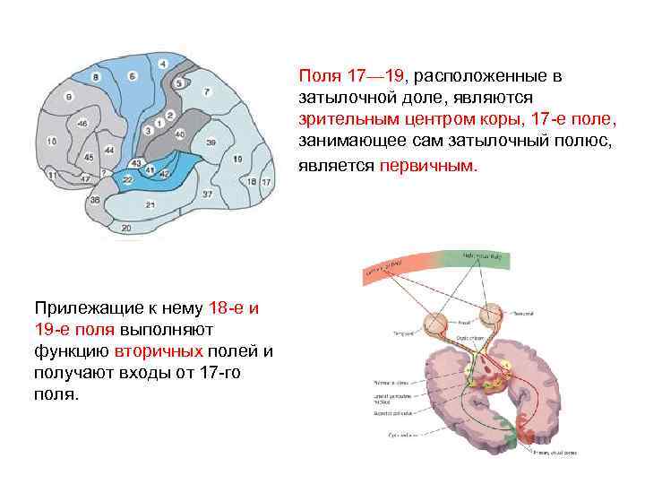 Поля 17— 19, расположенные в затылочной доле, являются зрительным центром коры, 17 -е поле,