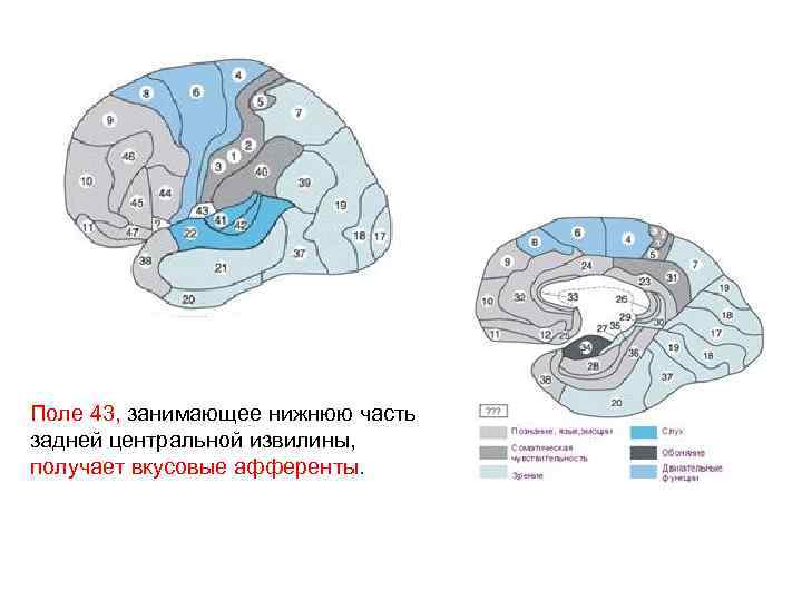 Поле 43, занимающее нижнюю часть задней центральной извилины, получает вкусовые афференты. 