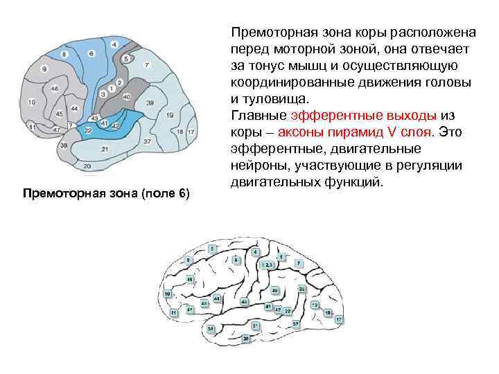 Премоторная зона (поле 6) Премоторная зона коры расположена перед моторной зоной, она отвечает за