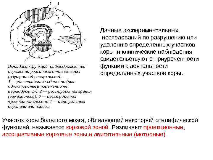 Выпадения функций, наблюдаемые при поражении различных отделов коры (внутренней поверхности). 1 — расстройства обоняния
