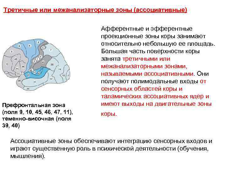 Третичные или межанализаторные зоны (ассоциативные) Префронтальная зона (поля 9, 10, 45, 46, 47, 11),