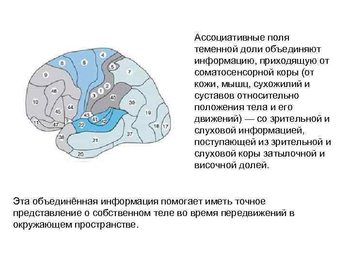 Глобальные моторные функции