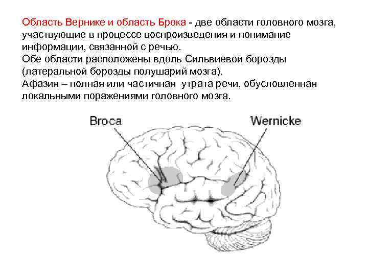 Область Вернике и область Брока - две области головного мозга, участвующие в процессе воспроизведения