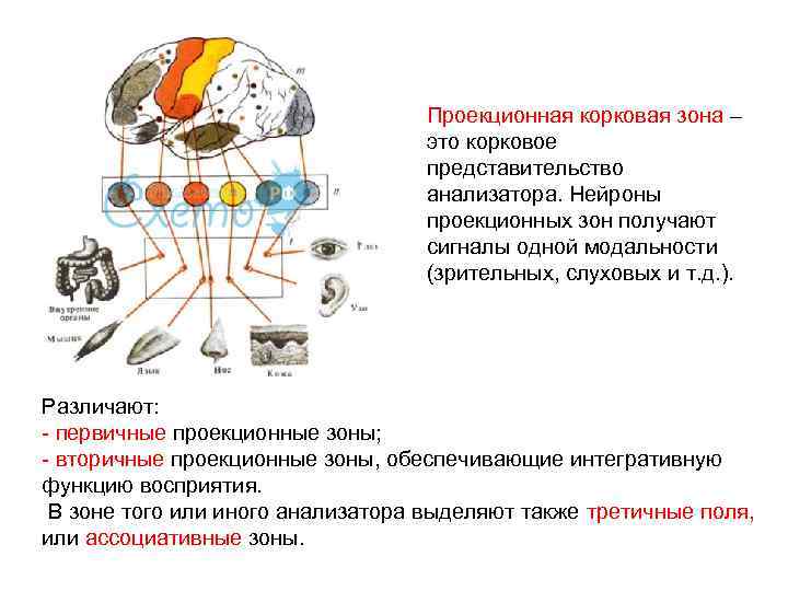 Когда органические нарушения речи коркового происхождения наблюдаются на фоне сохраненной функции