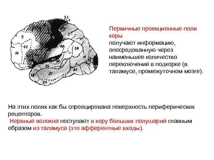 Шкала больших моторных функций