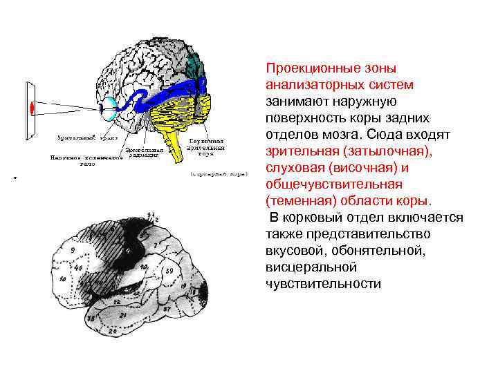 Рисунок локализация функций в коре больших полушарий