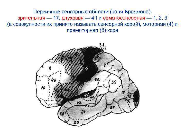 Первичные сенсорные области (поля Бродмана): зрительная — 17, слуховая — 41 и соматосенсорная —