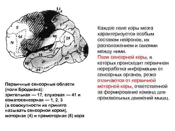 Первичные сенсорные области (поля Бродмана): зрительная — 17, слуховая — 41 и соматосенсорная —