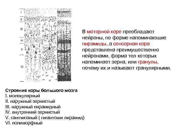 В моторной коре преобладают нейроны, по форме напоминающие пирамиды, а сенсорная кора представлена преимущественно