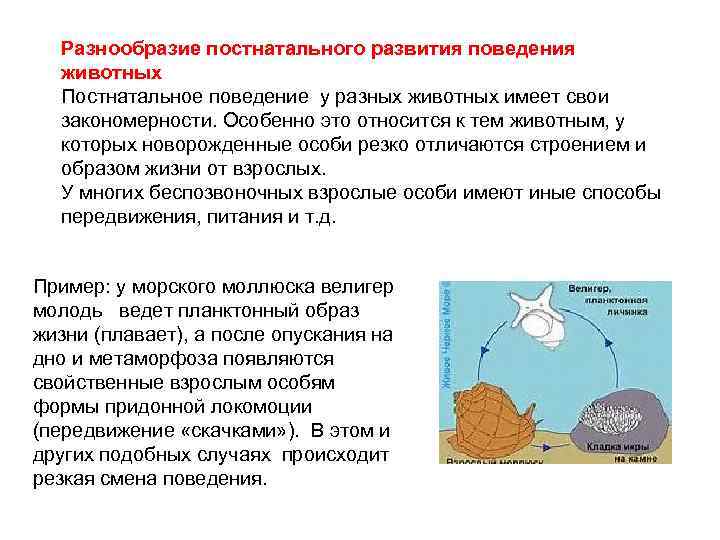 Разнообразие постнатального развития поведения животных Постнатальное поведение у разных животных имеет свои закономерности. Особенно