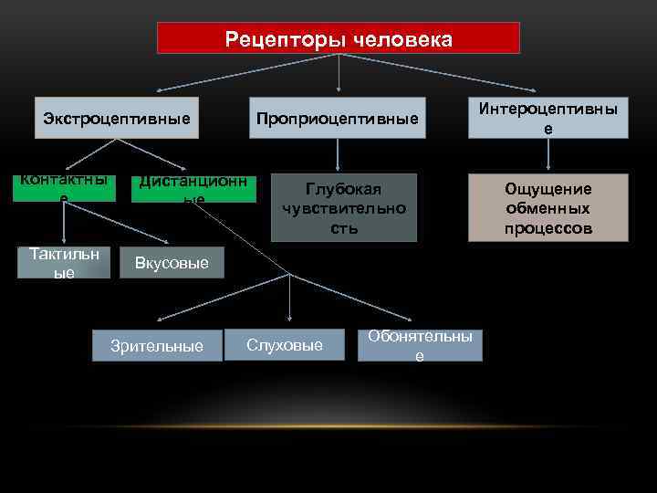 Рецепторы человека Экстроцептивные Контактны е Тактильн ые Проприоцептивные Дистанционн ые Глубокая чувствительно сть Вкусовые