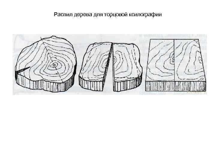 Распил дерева для торцовой ксилографии 