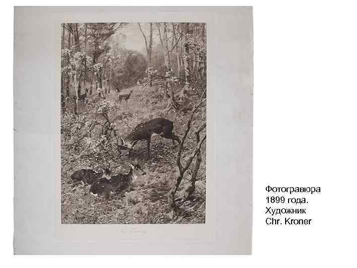 Фотогравюра 1899 года. Художник Chr. Kroner 