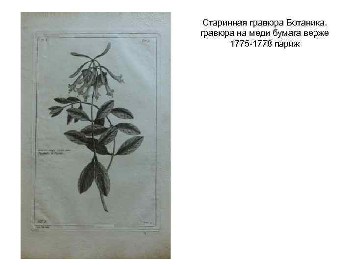 Старинная гравюра Ботаника. гравюра на меди бумага верже 1775 -1778 париж 