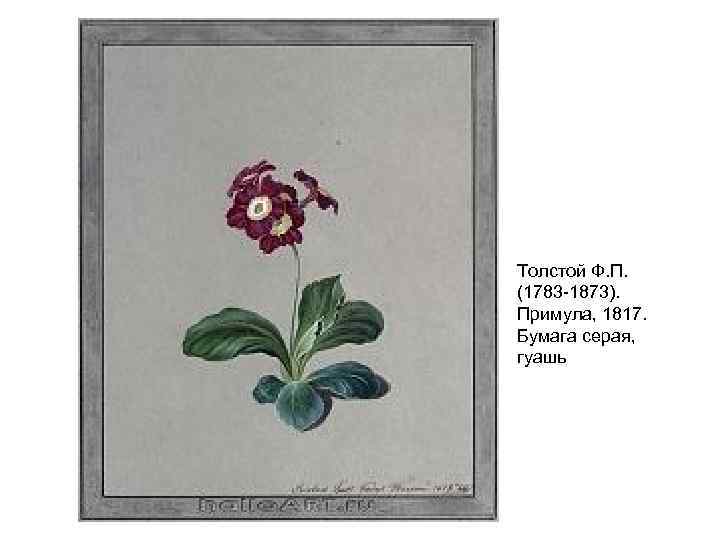 Толстой Ф. П. (1783 -1873). Примула, 1817. Бумага серая, гуашь 