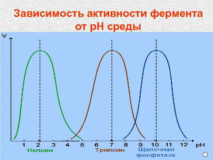 Зависимость активности фермента от р. Н среды 
