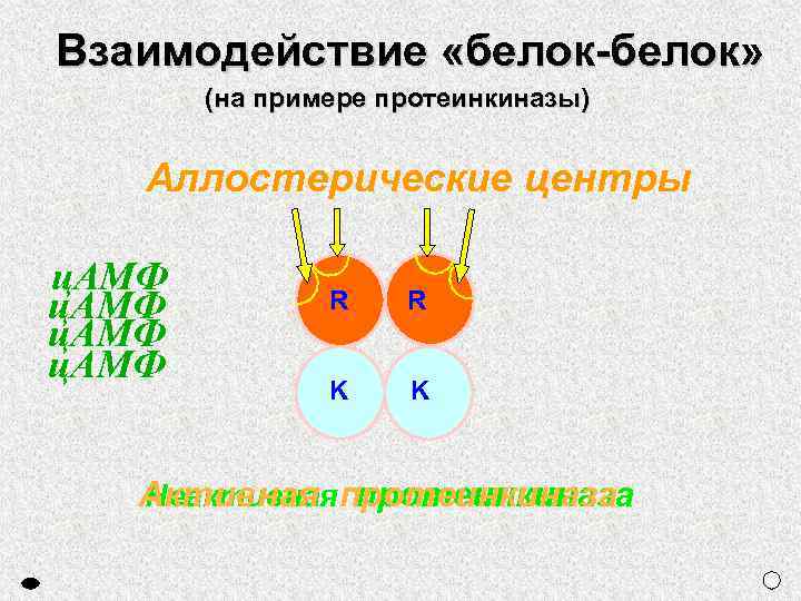 Взаимодействие «белок-белок» (на примере протеинкиназы) Аллостерические центры ц. АМФ R R K K Активная