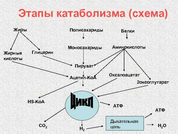 Схема катаболизма основных пищевых веществ