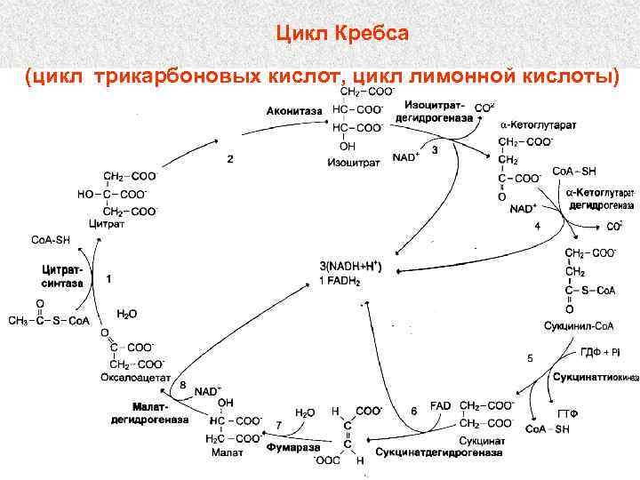 Цикл Кребса (цикл трикарбоновых кислот, цикл лимонной кислоты) 
