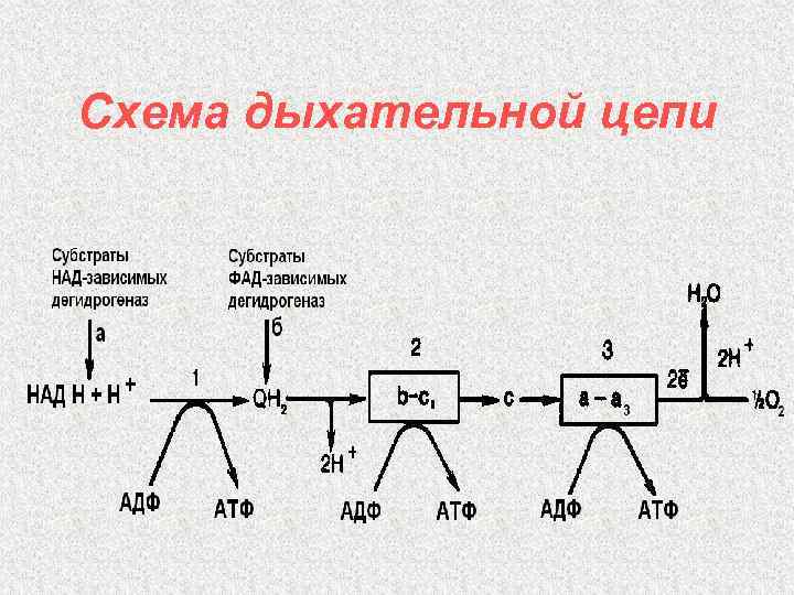 Схема дыхательной цепи 