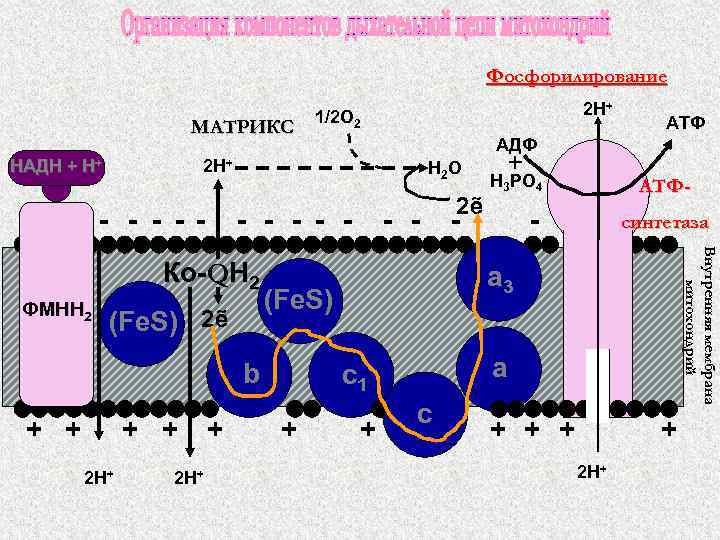 Фосфорилирование МАТРИКС НАДН + Н+ Н 2 О - - - (Fe. S) 2ẽ