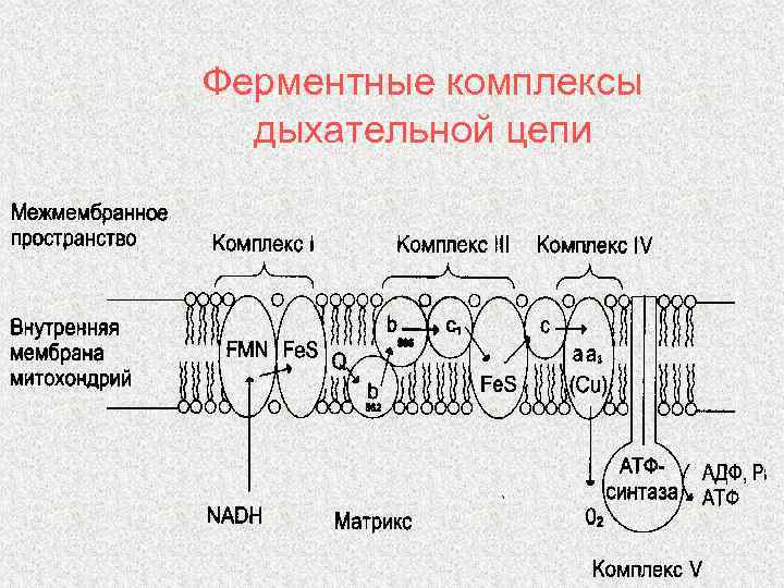 Ферментные комплексы дыхательной цепи 