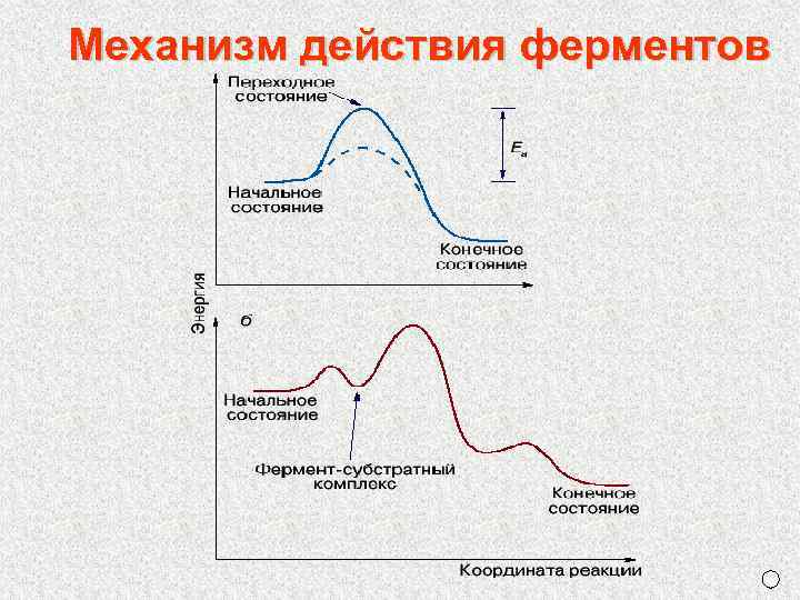 Механизм действия ферментов 