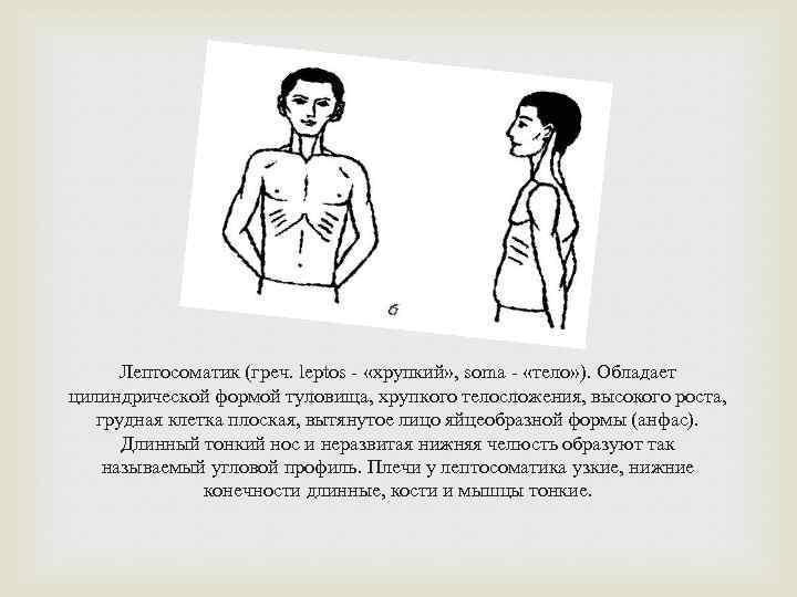 Лептосоматик (греч. leptos - «хрупкий» , soma - «тело» ). Обладает цилиндрической формой туловища,